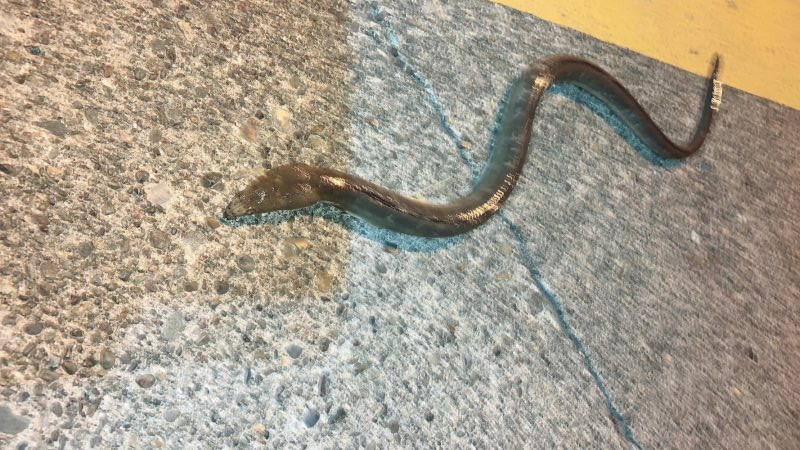 サビキ釣り&泳がせ