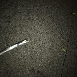 タチウオだと思ったらイシモチ?