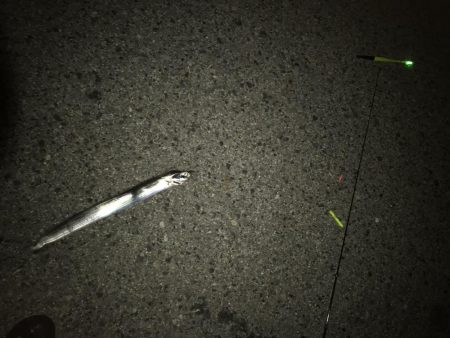 タチウオだと思ったらイシモチ?