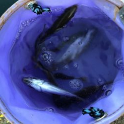 アジ釣り！太刀魚さんはどこ。