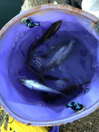 アジ釣り！太刀魚さんはどこ。