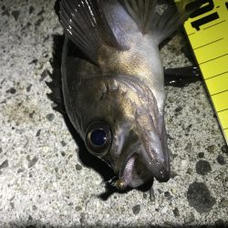 アジングのはずが