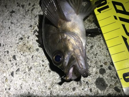 アジングのはずが