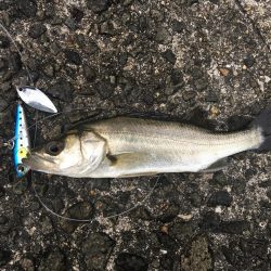 まずまずの釣果