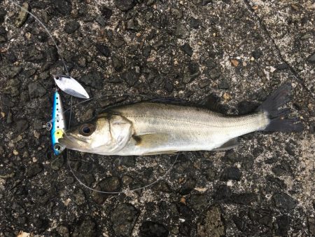 まずまずの釣果