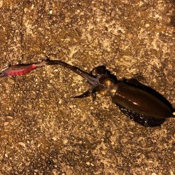 エギングでイカとタコ