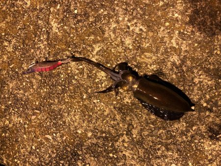 エギングでイカとタコ