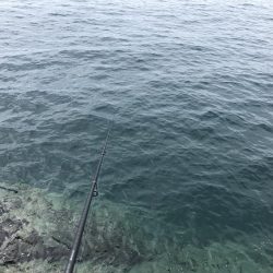 今日はデイでやっと