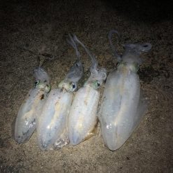 ナイトエギング