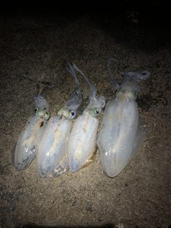 ナイトエギング