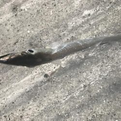 今年初タチウオ