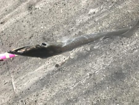 今年初タチウオ