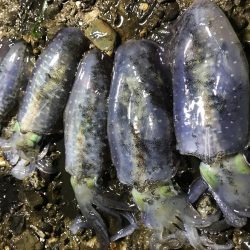 アオリ渋かった