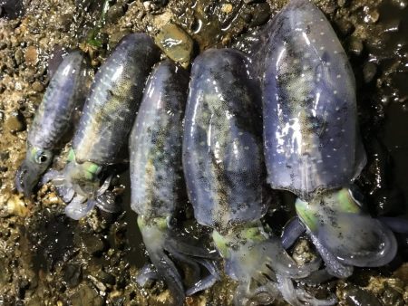 アオリ渋かった