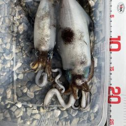 アオリイカ成長中