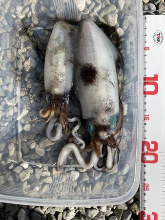 アオリイカ成長中