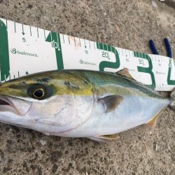 ナイスフィッシュ！