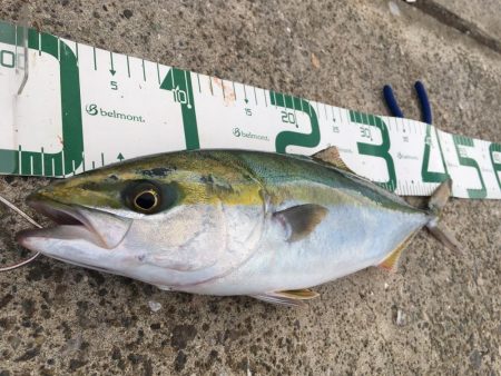 ナイスフィッシュ！