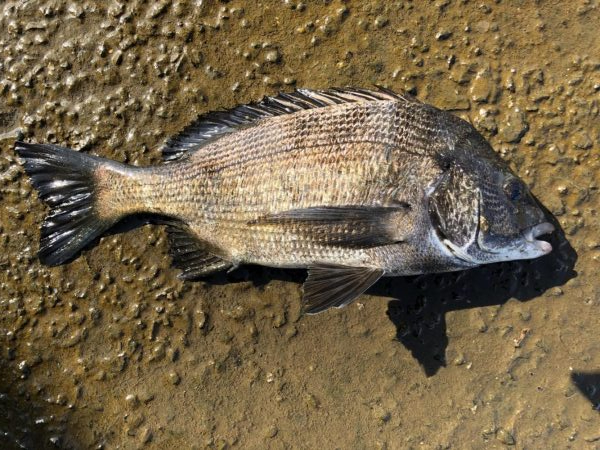 イチノ兄弟、釣果！