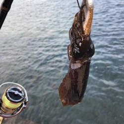 シーバス狙いでカマス