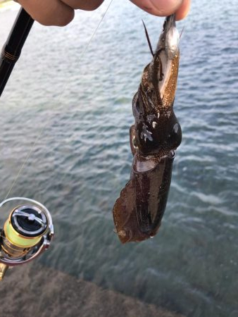 シーバス狙いでカマス