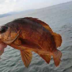 カワハギが絶好調 と言ってもサイズはまだまだ