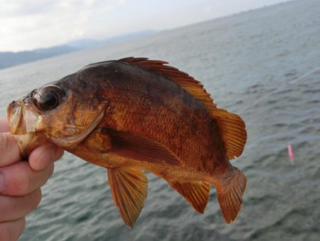 カワハギが絶好調 と言ってもサイズはまだまだ