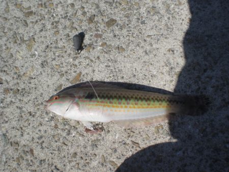 蛸も釣れる五目釣り