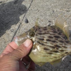 久しぶりの林崎漁港