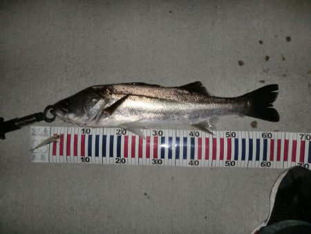 今日も行ってしまった