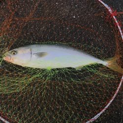 和田坊しか行けなくて