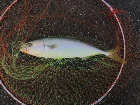 和田坊しか行けなくて