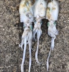 チビイカばっかり