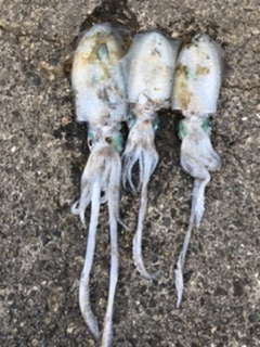 チビイカばっかり