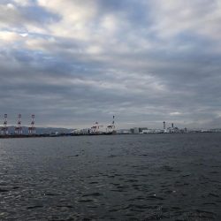 今年初タチウオ