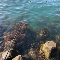 エギング晴天釣行