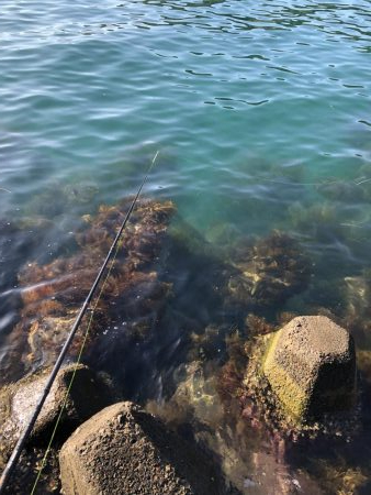 エギング晴天釣行