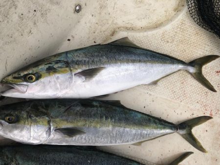 スローでジギング