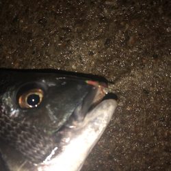 サビキでチヌ