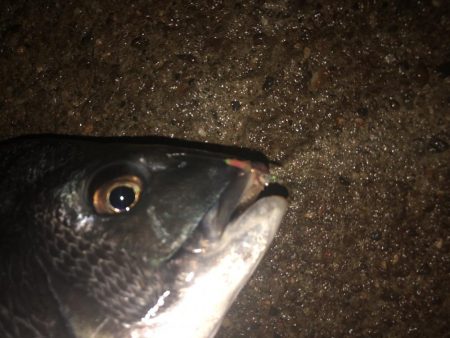 サビキでチヌ