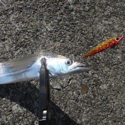 ハマチはお留守