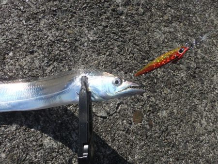 ハマチはお留守