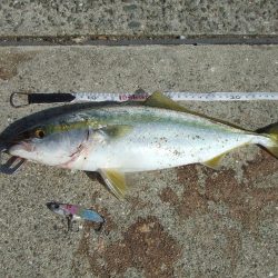 サヨリ釣れず、ハマチ４５，４１㎝他