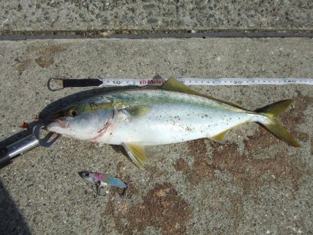 サヨリ釣れず、ハマチ４５，４１㎝他