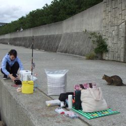 南芦屋浜 サヨリリベンジに長女も参戦