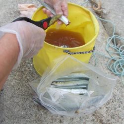 南芦屋浜　満足のサヨリ釣果