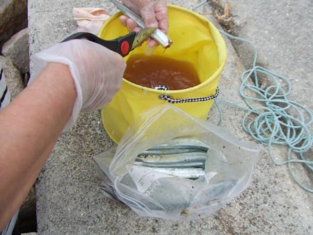 南芦屋浜　満足のサヨリ釣果