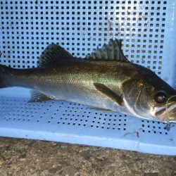 まとまった群れは居ない