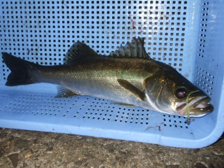 まとまった群れは居ない