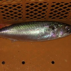 アジング釣行で五目